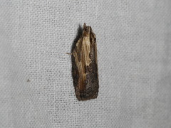 Cryptoptila crypsilopha