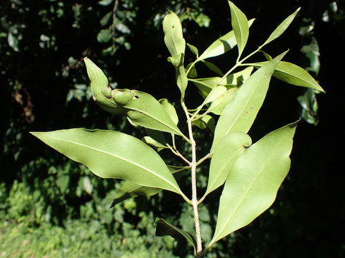 Image of Olea woodiana by (c) Mahomed Desai, some rights reserved (CC BY)