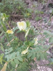 Vicia hybrida