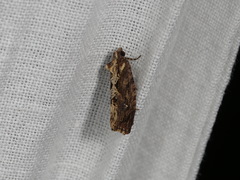 Oxysemaphora notialis