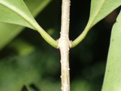 Olea woodiana woodiana