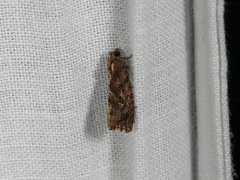 Oxysemaphora notialis