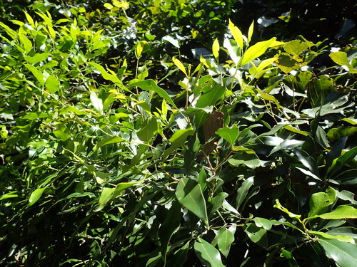 Image of Olea woodiana by (c) Mahomed Desai, some rights reserved (CC BY)