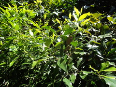 Olea woodiana woodiana