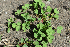 Trifolium