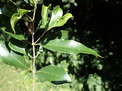 Olea woodiana woodiana