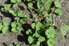 Trifolium