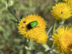 Leucocelis haemorrhoidalis
