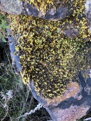 Breutelia substricta