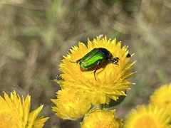Leucocelis haemorrhoidalis