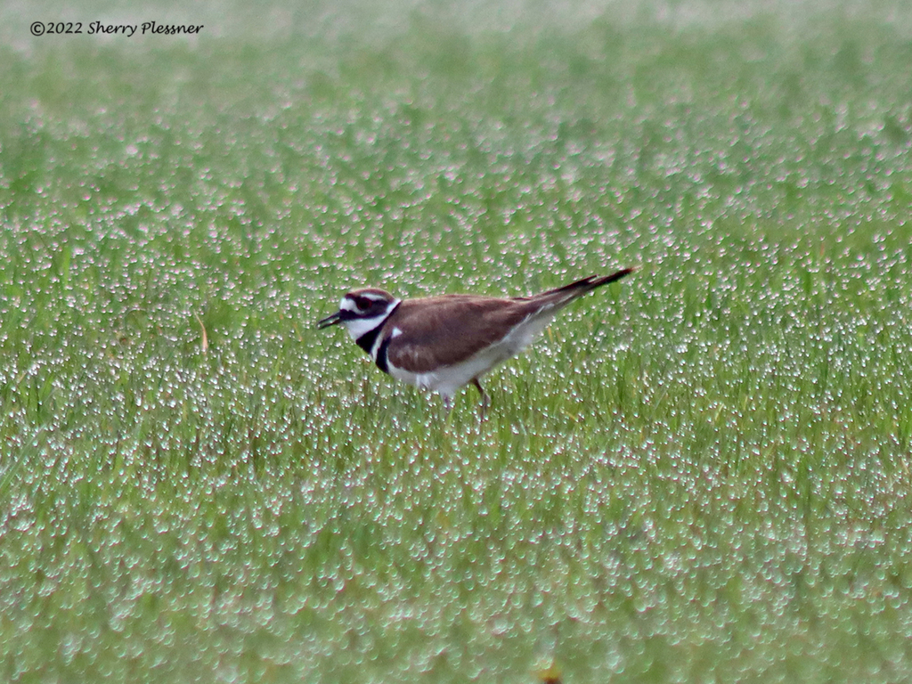 Killdeer from Resurrection Cemetery 5725 Hill Ave, Toledo, OH 43615