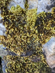 Breutelia substricta