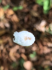 Fulgoraecia bowringii