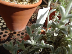 Sideritis stachydioides