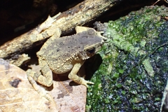 Ingerophrynus parvus