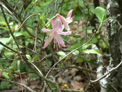Rhododendron prinophyllum
