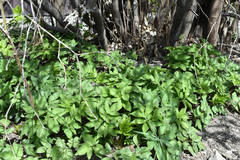 Aegopodium podagraria