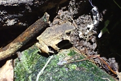 Ingerophrynus parvus