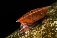 Plectotropis gerlachi