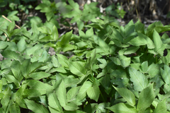 Aegopodium podagraria