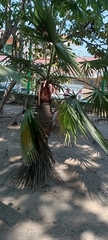 Arecaceae