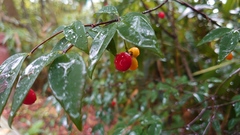 Wikstroemia nutans