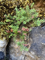 Erica haematocodon