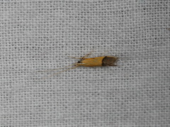 Crocanthes micradelpha