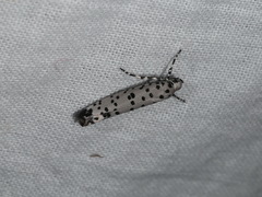 Yponomeuta internellus