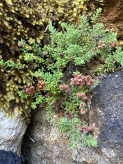 Erica haematocodon