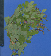 Desmodium orbiculare