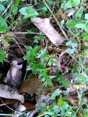 Cruciata glabra