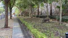 Sus scrofa moupinensis