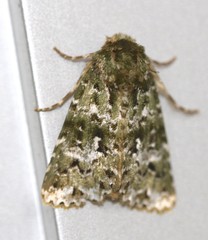 Thalatha bryochlora