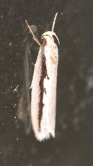 Leptocroca sanguinolenta