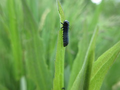 Trirhabda canadensis