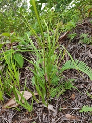 Lindsaea ensifolia