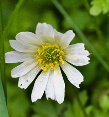 Anemonoides apennina