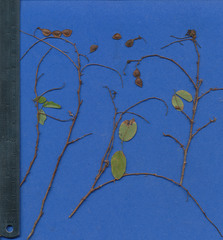 Desmodium orbiculare