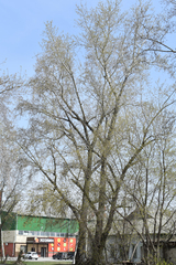 Populus alba