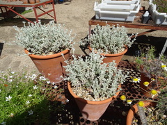 Sideritis stachydioides