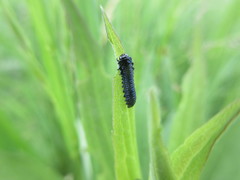 Trirhabda canadensis