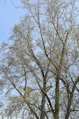 Populus alba