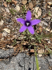 Campanula rapunculus