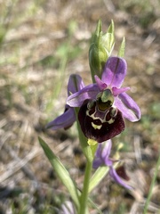 Ophrys fuciflora