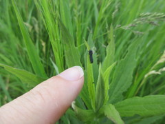 Trirhabda canadensis