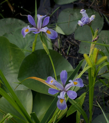 Iris versicolor