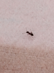 Lasius