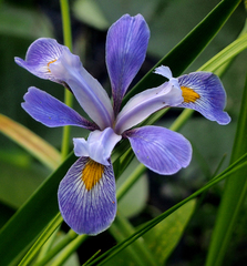 Iris versicolor