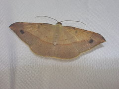 Pseudonadagara semicolor